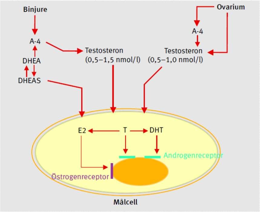 Testosteron hos kvinnor Bildning: 25% i ovarier, 25% i binjurar och resten genom konversion från DHEAs och