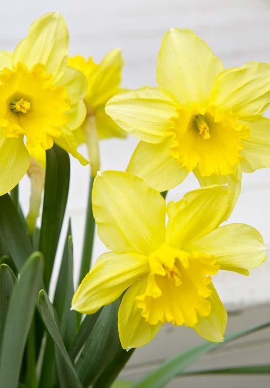 FRÅN EN ODLARE ALVERBÄCKS BLOMMOR SVENSKA, NÄRODLADE VÄXTER.