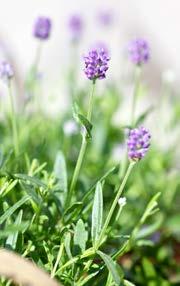 2 FÖR SOMMARBLOMMANDE BLOMSTERLÖK Välj bland flera sorter. Ord.