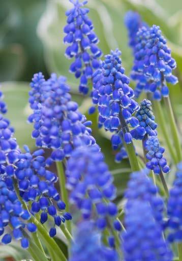 doftande växt med vackert bladverk och rikligt med blålila blommor. Ord.