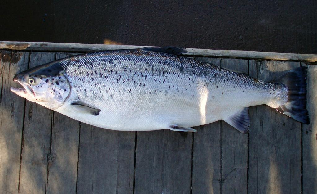 Denna rapport sammanfattar en genetisk kartläggning av vild och odlad lax och öring från Gullspångsälven, Klarälven och Vänern som genomförts vid Fiskeriverkets sötvattenslaboratorium, Drottningholm