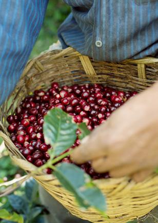 Han var kaffeodlare i fjärde generationen, och hade först arbetat under sin far innan han köpte en kaffefarm och startade ett eget företag. Passande nog döpte han den till La Bendición (sv.