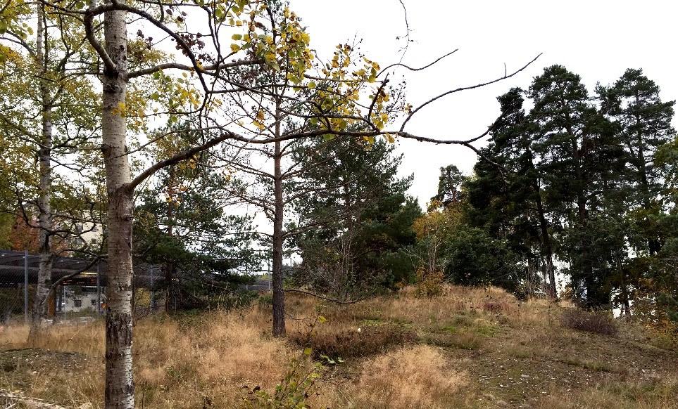 Planområdet ovanpå kullen med tunnelbanan på vänster sida i bild.