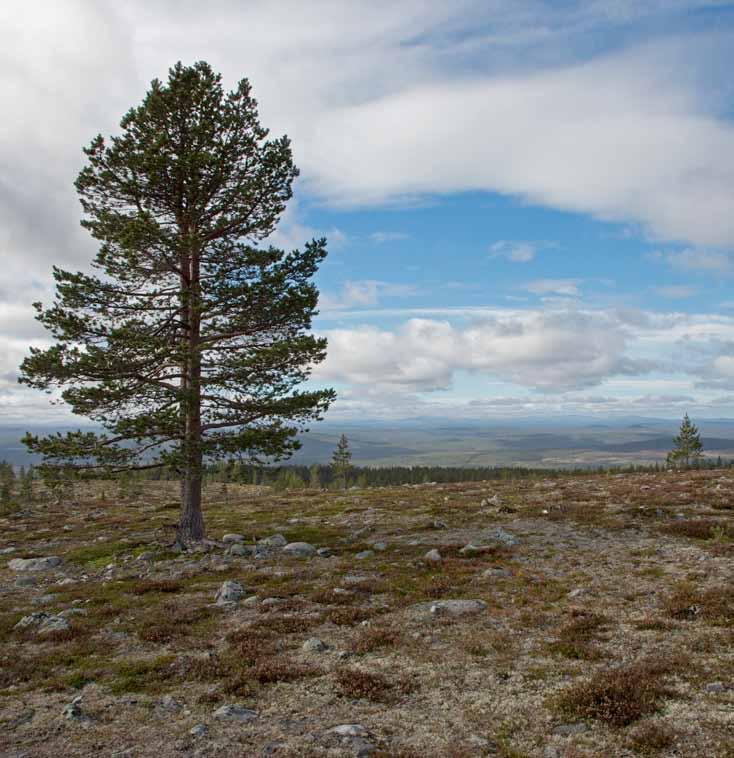 Bilaga till utvidgningen av detaljplanen för Pist/lift-området 2018 Planunderlag Hemmeråsen 180126 i d r e