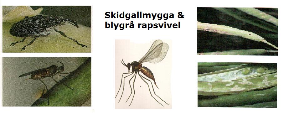 Skadedjur Bekämpningströskel Fyrtandad rapsvivel Enbart fyrtandad * 20 vivlar / gulskål