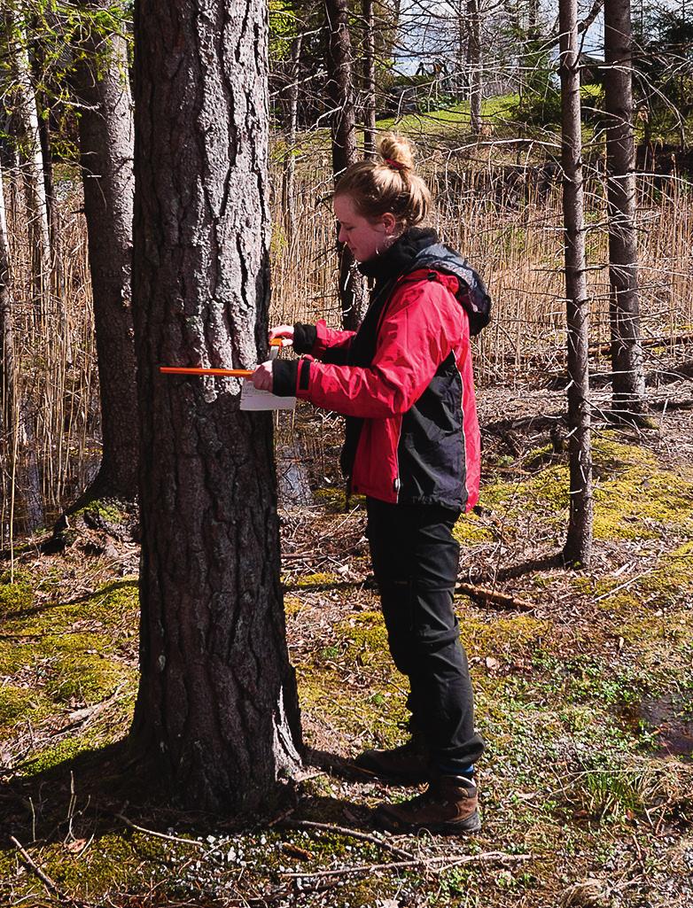 Vid tät skog var det ibland till hjälp att lägga ut ytterligare två linor som fick avgränsa sektionens yttersidor, i synnerhet under de första 4 meterna.