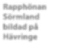 106 Det sörmländska fågelåret 2012 Sörmländska kretsen av Rapphönan bildad Rapphönan Sörmland bildad på Hävringe Rapphönan är ett nationellt fristående nätverk för tjejer som gillar att skåda fåglar.