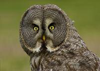 48 Det sörmländska fågelåret 2012 Slaguggla Strix uralensis (-2011:7/7) (2012:1/1) Även detta år ett fynd av en fågel och även nu från de norra delarna av rapportområdet.