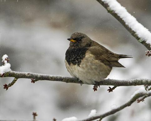 Den svarthalsade trasten på Lacka. Foto: Leif Nyström Björktrast Turdus pilaris Under våren några flockar med 500-1000 individer.