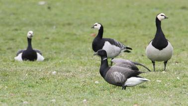 6 Det sörmländska fågelåret 2012 individer. Fågeln vid Strandstuviken, Skåraområdet och Hagbybergafälten bedöms som samma individ och troligen samma som sågs 2011.
