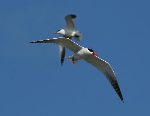 Skräntärna vid Hållen. Foto: Per Flodin Ska inte naturen få råda sig själv?