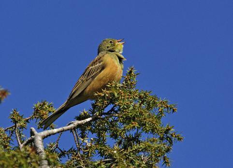 Ortolansparv, sjunger ofta från en topp i en enbuske. Foto: Pekka Pulsa, www.pekkasbilder.se/ År 2005 gjorde OKE ett försök till inventering av ortolansparven på tidigare säkra lokaler.