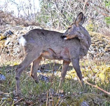 Mark-, jakt- och vilthänsyn Rapport från en arbetsgrupp som har startat inom TMOK.