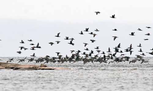 16 Storskarven i Vänern Figur 4. I Vänern väcker skarvarnas förflyttningar till och från sina fiskeområden uppmärksamhet, eftersom fåglarna kan slå sig ihop till ansenliga flockar.