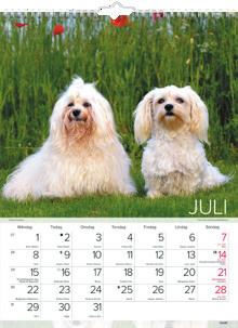 Kattkalender.
