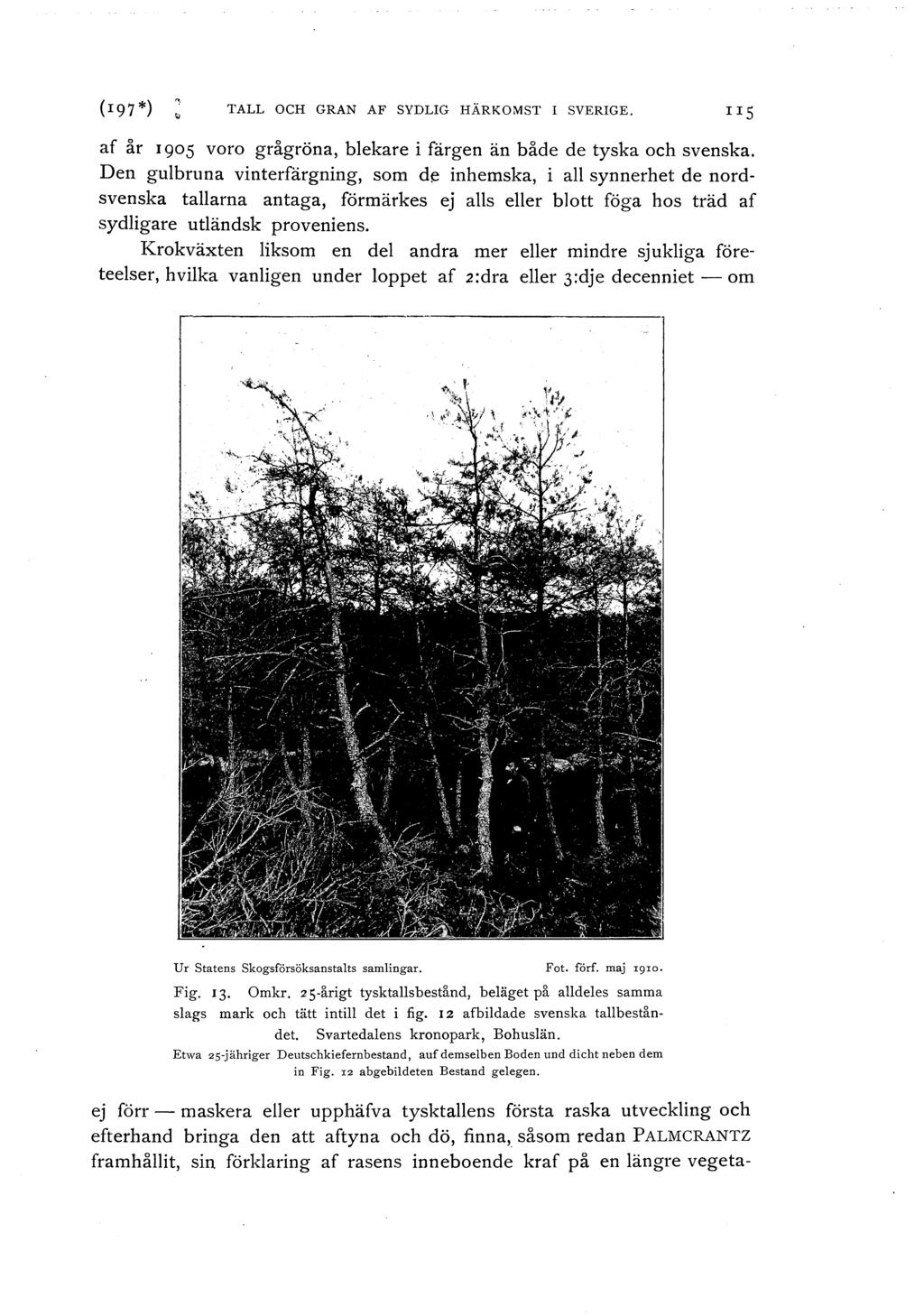 TALL OCH GRAN AF SYDLIG HÄRKOMST I SVERIGE. IIS af år 1905 voro grågröna, blekare i färgen än både de tyska och svenska.