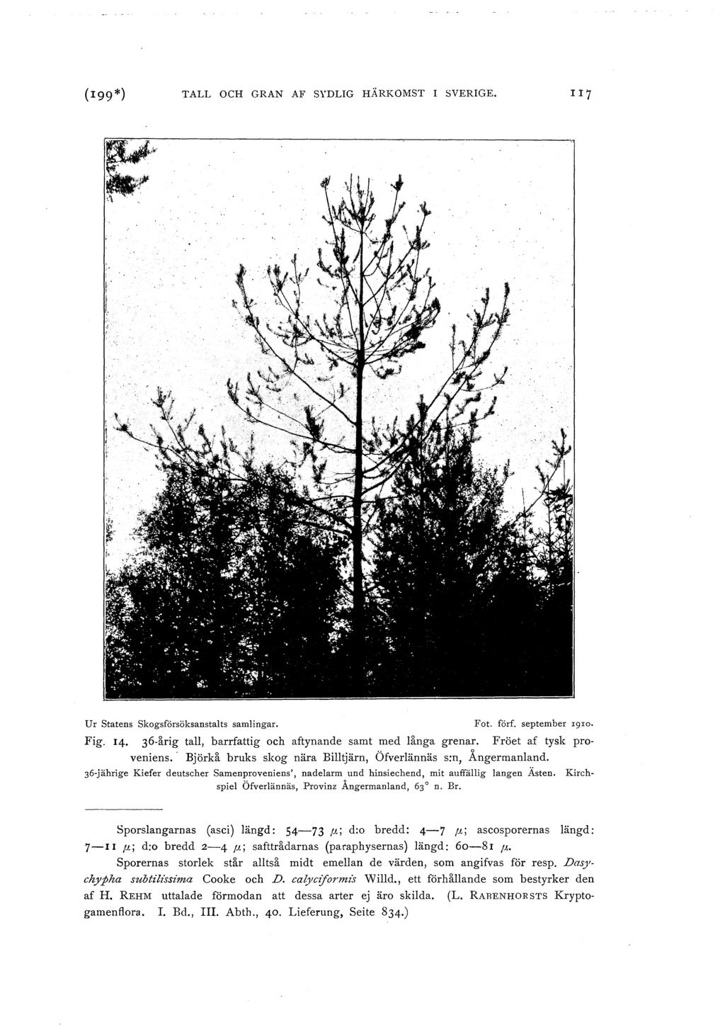 TALL OCH GRAN AF SYDLIG HÄRKOMST I SVERIGE. IJ7 Ur Statens Skogsförsöksanstalts samlingar. Fot. förf. september I9Io. Fig. 14. 36-årig tall, barrfattig och aftynande samt med långa grenar.