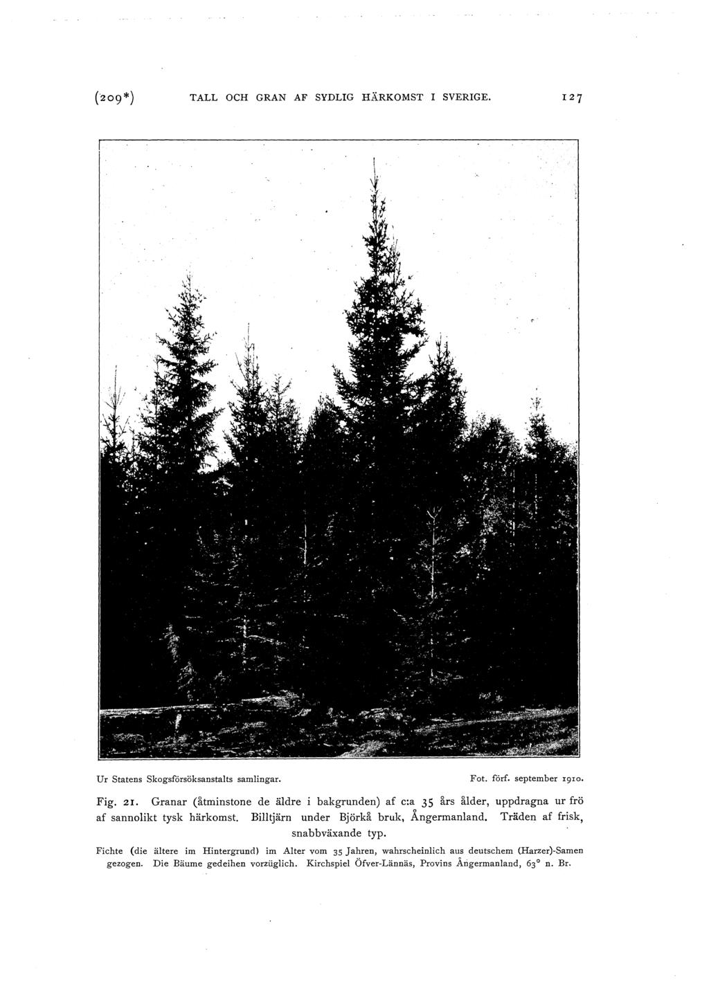 (209*) TALL OCH GRAN AF SYDLIG HÄRKOMST I SVERIGE. Ur Statens Skogsfårsöksanstalts samlingar. Fot. förf. september rgro. Fig. 21.