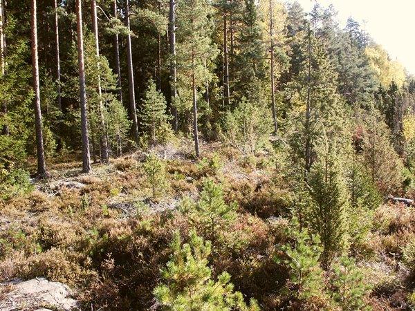 Området ska ha en gynnsam bevarandestatus för Natura 2000-habitatet 6210 Kalkgräsmarker. Åtgärder I delområde 3A genomförs en röjning av sly och barrplantor.