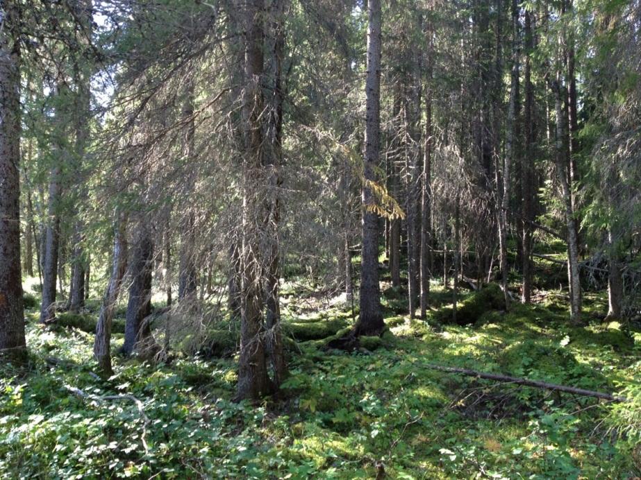 1 / 10 Naturvårdsenheten Beslut Datum 2014-03-24 511-1929-2012 Enligt sändlista Dnr (anges vid skriftväxling) Beslut för bildande av naturreservatet Mittockernäset Uppgifter om naturreservatet Namn: