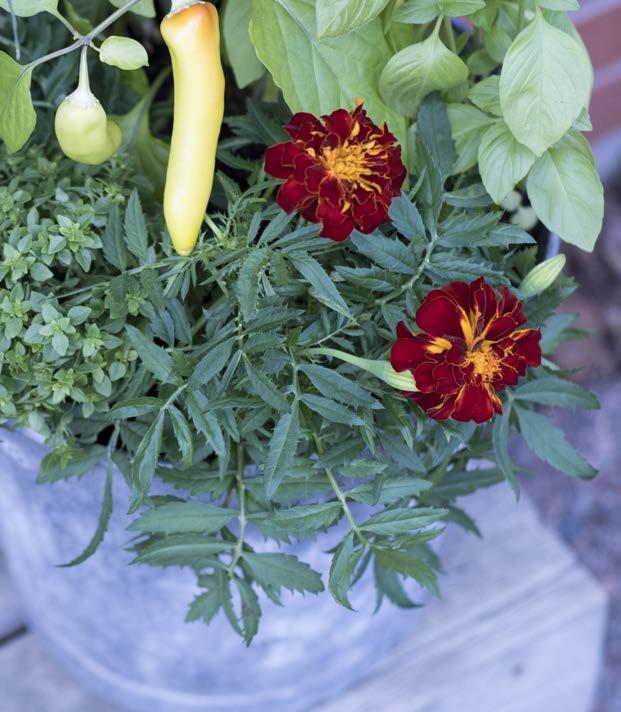 Portionsfrö 2018 Blommor