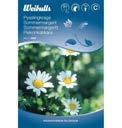 2 2 2 Pysslingkrage Mauranthemum paludosum L g v xt med sm vita pr stkragsliknande blommor med gul mitt. L mplig som kantv xt i rabatter eller urnor.