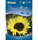 Blomningstid: uni Aug Sort: Snowstorm Solros Helianthus annuus Pollenfri solros som passar utm rkt till snitt.