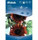 Sort: Cherry Rose PRT PRT PRT 2 2 2 Solros, l g Helianthus annuus En l g sort, utm rkt i rabatten men kan ocks s s direkt i st rre