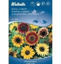 Blomningstid: uli Okt Sort: Sunspot Solros Helianthus annuus Vinr d f rg som r mycket effektfull.