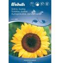 2 2 2 Solros, buskig Helianthus annuus Giganteus gruppen. Medelh g solros med buskigt v xts tt. Fin snitt eller rabattblomma.