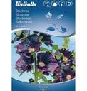 Sort: Nigra Stockros Alcea rosea raftigv xande planta med dubbla blommor i r da, rosa, gula och vita f rger. an i skyddade l gen fr s sig och terkomma r fr n r.