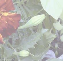 Jungfrun i det gröna Vit Albion black Pod 7509 Zinnia Solmon