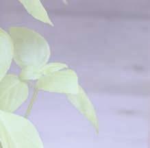 De ätbara blommorna är vackra i sommarsalladen eller som