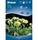 Man kan beh va v xla upp till tre g nger innan det h nder n got. PRT PRT PRT 2 2 2 Zinnia Zinnia elegans Rabatt och snittblomma med sm, fyllda, bollformade blommor. H llbar i buketter.