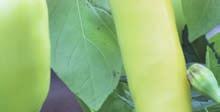 Colormix