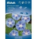 Blomningstid: uli Aug Aubrietia Aubrieta deltoidea allas ven Bl tuva fler rig. En l g rabatt och stenpartiv xt med t tt v xande sm bl blommor.