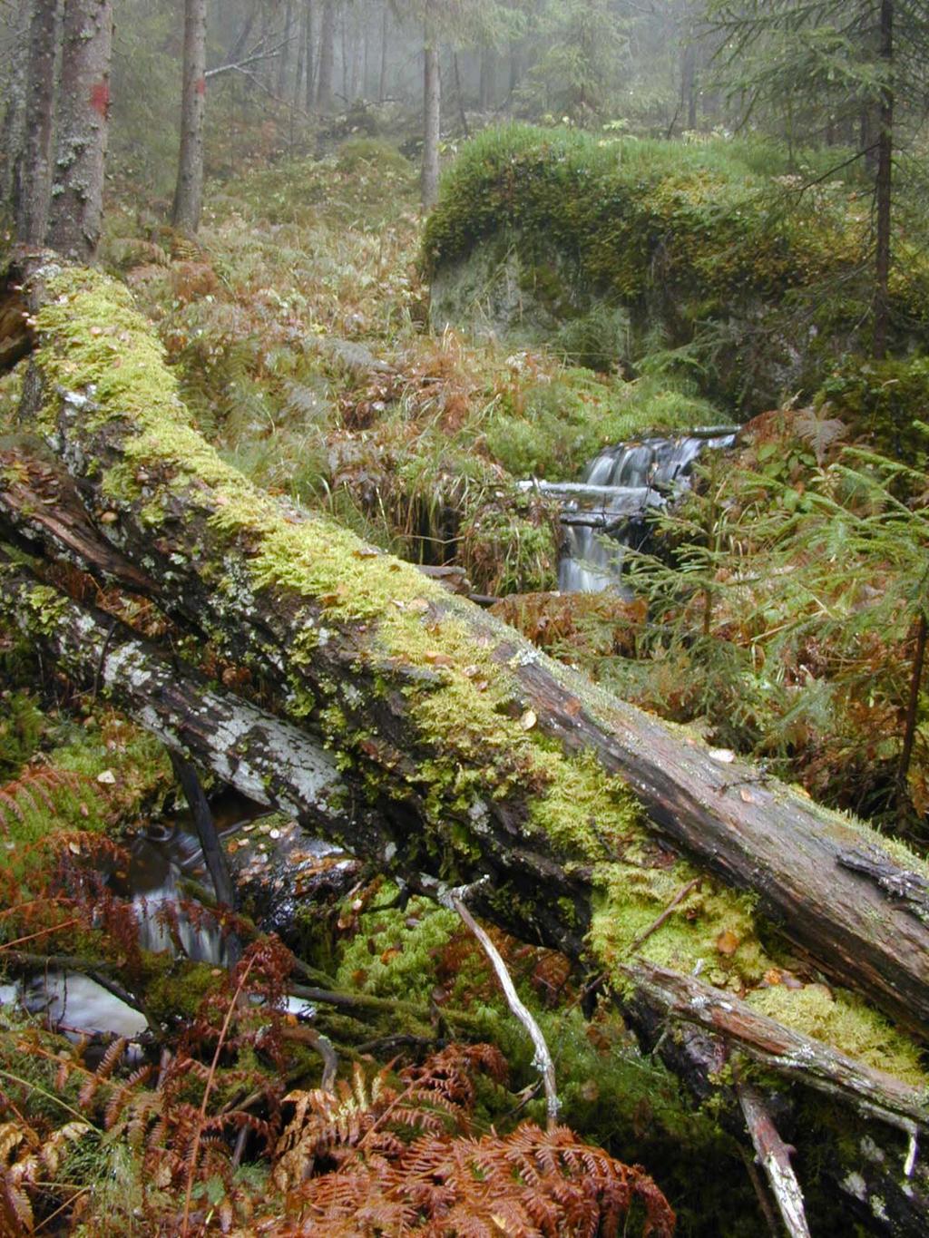Håkan Attergaard Enligt sändlista 063/146148 Beslut Datum 2003-03-12 511-1001-02 Enligt sändlista Dnr (anges vid skriftväxling) Bildande av naturreservatet Mjövattenberget NATURFÖRHÅLLANDEN OCH