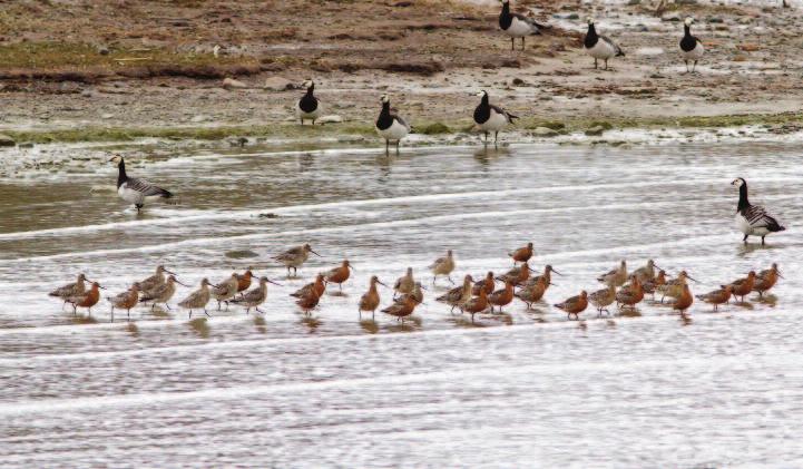2014-11-08, lördag, 08.00-14.00 Naturvårdsbränning, vi besöker aktuell sådan Markus Forsberg från länsstyrelsen tar oss idag med på en heldag till en aktuell naturvårdsbränning i vår närhet.