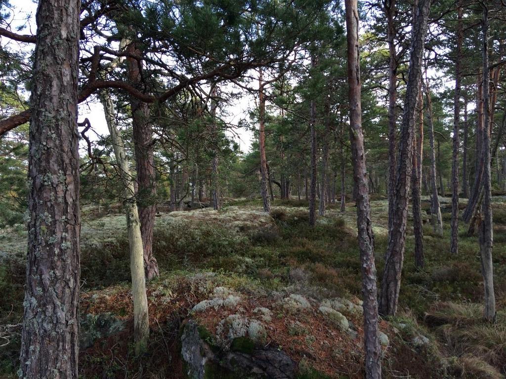 Hällmarkstallskog inom skötselområde 1.