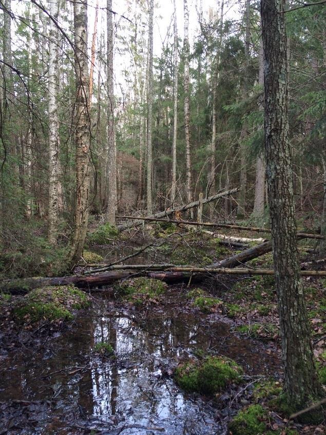 SÖDRA FINNÖSKOGENS NATURRESERVAT granar i skötselområdet vilket indikerar att området har konstant hög luftfuktighet och att det funnits en kontinuitet av äldre träd och god trädslutenhet.
