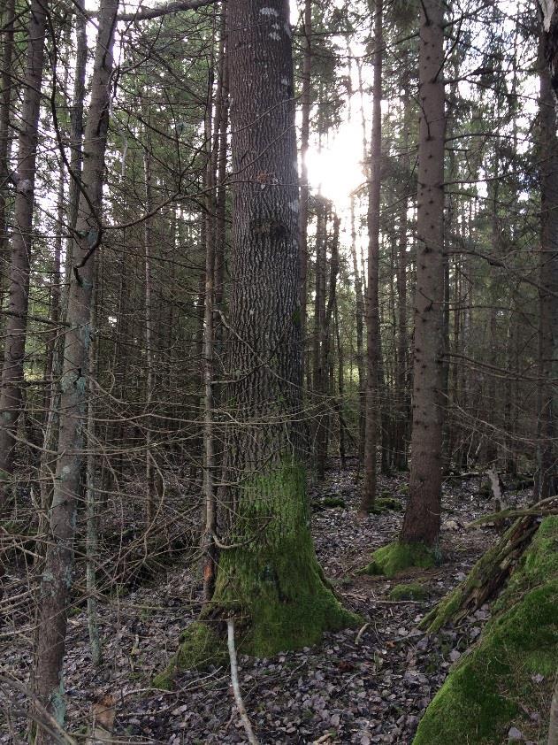 Bevarandemål och gynnsamt tillstånd I skötselområdet bevaras och utvecklas de olika naturskogartade sumpskogsmiljöerna och de strukturer som hör till dessa naturtyper genom intern dynamik.