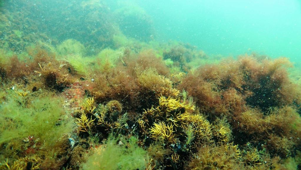 Fintrådiga ettåriga alger var vanliga inom transektens grundare delar. I en zon närmast ytan dominerade grönslick med inslag av ullsläke och enstaka tarmalg. Ullsläke förekom även djupare.