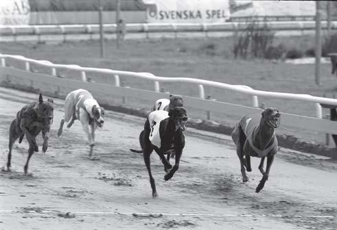 Publikbild från Åkers Kanal på SM:s finaldag den 27 juli 2003. nan starten. Defileringarna ställdes in, så att hundarna var kvar i skuggan tills det var dags att gå till start.