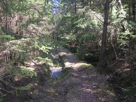 Fig. 4. Skogsmarken i Lillhult. Foto: Gundela Lindman. flyttblock, 4 3 meter stort och 1,8 meter högt. På andra delkrön i området finns oftast ett eller ett par block i storleksordningen 1 1,2 meter.