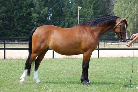 Foto: T Andersson KWB 1439 BRONHEULOG LOTTIE 35-11-2227 Br, bls, 4vtff, 131 cm Född 2011 hos Fam. Andrews, Bronheulog Stud, UK. Äg. Isabella Haaka, Sarmaajantie 28B, 00660 Helsinki.