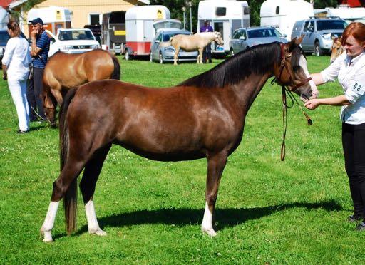KWB 1441 KALLAREDS ARIZONA GOLD 35-11-2421 Mfx, lykta, 3vtff, 128 cm. Född hos Mia Andersson, Örby. Ägare: Camilla Johansson, Muggeröd 2, 452 93 Strömstad.