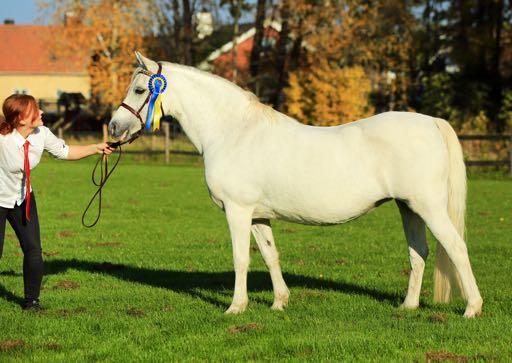 Foto: Pernilla Hägg KWB 1445 STEEHORST SHANTA 35-93-2429 Skm, 135,5 cm Född 1993 hos PHJ Steeghs, Zandhoek 3, 5808 BK Oirlo, Holland. Äg. Camilla Johansson, Muggeröd 2, 452 93, Strömstad.