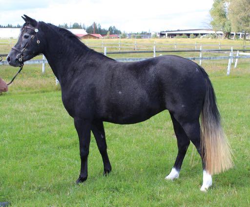 Glamour WSB 28753 Weston Chilo WSB 9825 Llysun Blue Mist WSB 24245 Revel Crusader WSB 2254 Brierwood Treacle WSB 9165 Chirk Caradog WSB 3331 Desert Queen WSB 88122 FS1 Avelsvärderad*2014*