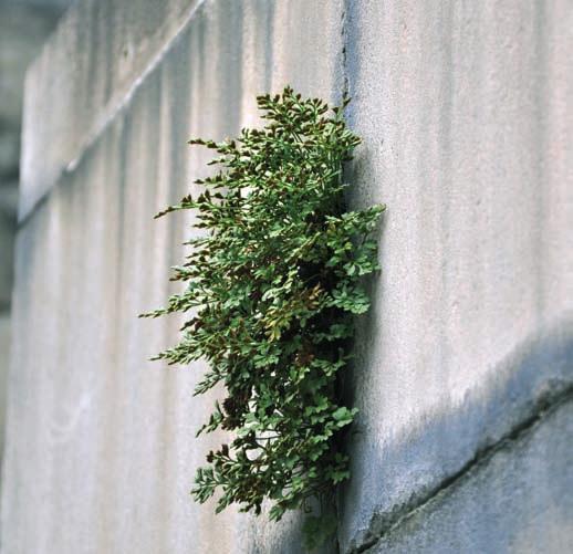grona-fakta-8-2010_gröna Fakta 2010-12-02 10:09 Sida 4 I den mån rhododendronplanteringar finner sin plats i offentlig miljö måste den vackra marktäckaren dvärgbräken (Blechnum penna-marina) omnämnas.