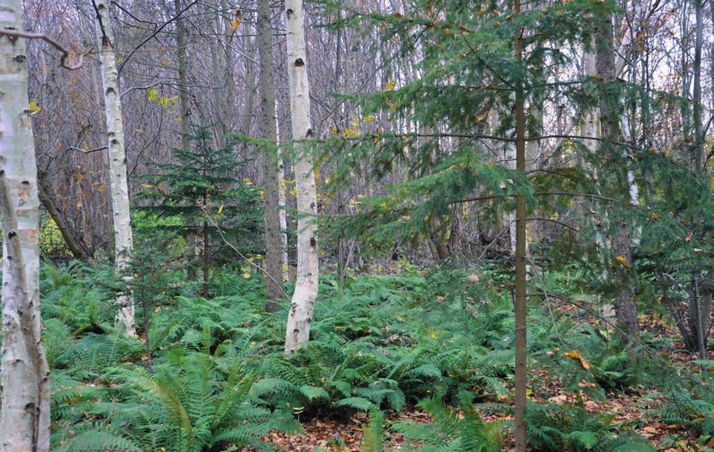 Bland de udda bladen urskiljer sig även hjorttunga (Asplenium scolopendrium) med sina otaliga former, den ena märkligare än den andra.
